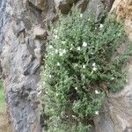 Antirrhinum molle Hábito