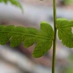 Gymnocarpium dryopteris ഇല