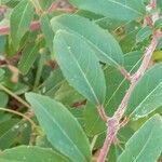 Fuchsia magellanica List