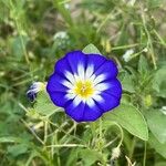 Convolvulus tricolor Kvet