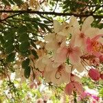 Cassia javanica Fleur