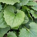 Doronicum columnae Hoja