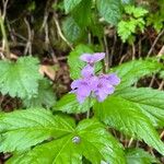 Cardamine pentaphyllos Fiore