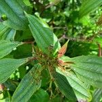 Viburnum davidii Leaf