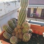 Echinocereus pectinatus Blatt