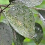 Cordia africana Foglia