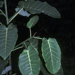 Ficus nymphaeifolia Лист