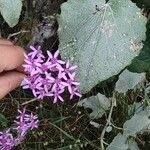 Pericallis aurita Flower