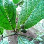 Cordia nodosa Frucht