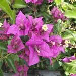 Bougainvillea glabraFlower