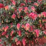 Justicia brandegeeana Hoja