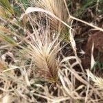 Hordeum marinum Fruto