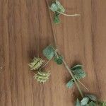 Medicago rigidula Mbuma
