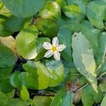 Nymphoides cristata Flor