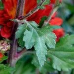 Tanacetum coccineum Foglia