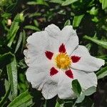 Cistus ladanifer Цветок