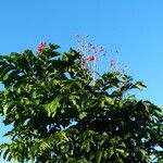 Mosquitoxylum jamaicense Blatt