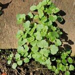 Veronica hederifolia Habit