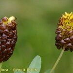 Trifolium spadiceum Ffrwyth