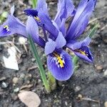 Iris xiphium Blomma