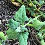 Tetragonia tetragonoides Leaf