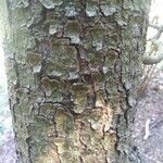 Pinus leucodermis Ekosanga