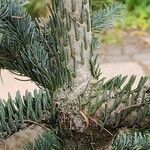 Abies procera Kéreg