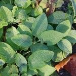 Stachys alpina Leaf