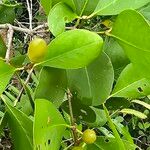 Sonneratia alba Leaf