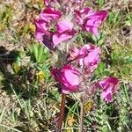 Pedicularis cenisia Flower