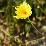 Malacothrix glabrata Flower