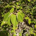 Corylopsis pauciflora Лист