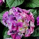 Hydrangea macrophyllaKvet