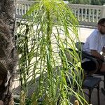 Helianthus salicifolius ഇല