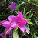 Rhododendron pulchrum Flower