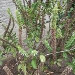 Ocimum basilicum 葉