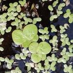 Spirodela polyrhiza Folha