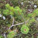 Pinus contorta Flower