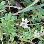 Bacopa monnieri Цвят