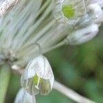 Allium oporinanthum Fiore