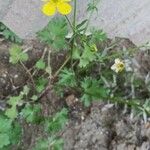 Ranunculus uncinatus Flower