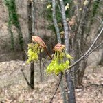 Acer opalusBlüte