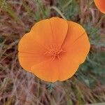 Eschscholzia californicaFlower