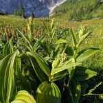 Veratrum album Hábito