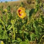 Abutilon hirtum പുഷ്പം