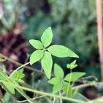 Tropaeolum pentaphyllum Hoja