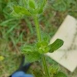 Galium noxium Flor