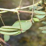 Mimosa debilis Fruit