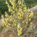 Verbascum pulverulentum Kvet