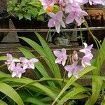 Spathoglottis unguiculata Flower